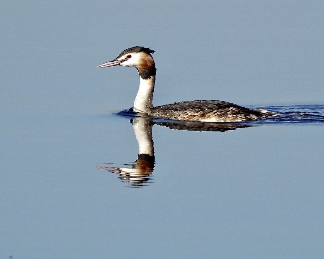 great crested grebe